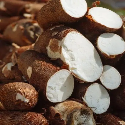 Image de Manioc blanc frais