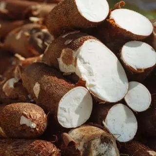 Photo 1 du produit  - Manioc blanc frais