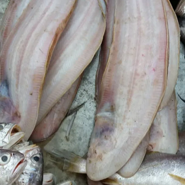 Photo 1 du produit - Poissons frais