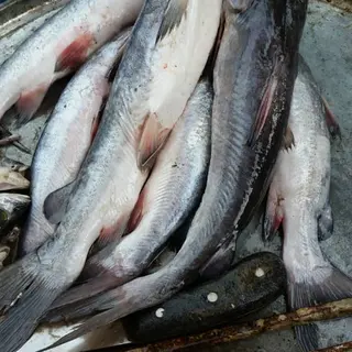 Photo 2 du produit  - Poissons frais