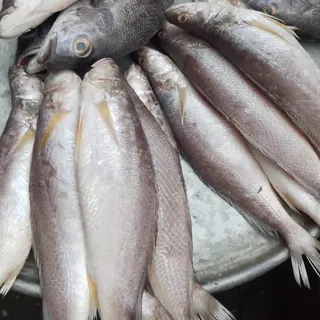 Photo 4 du produit  - Poissons frais